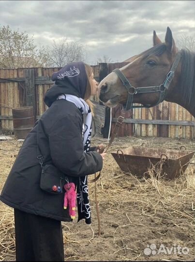 Конные прогулки