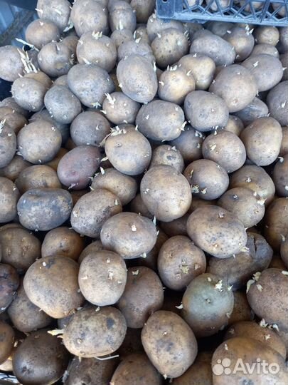 Продам картофель семенной