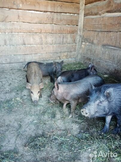 Дикий кабан и ветнамец помесь