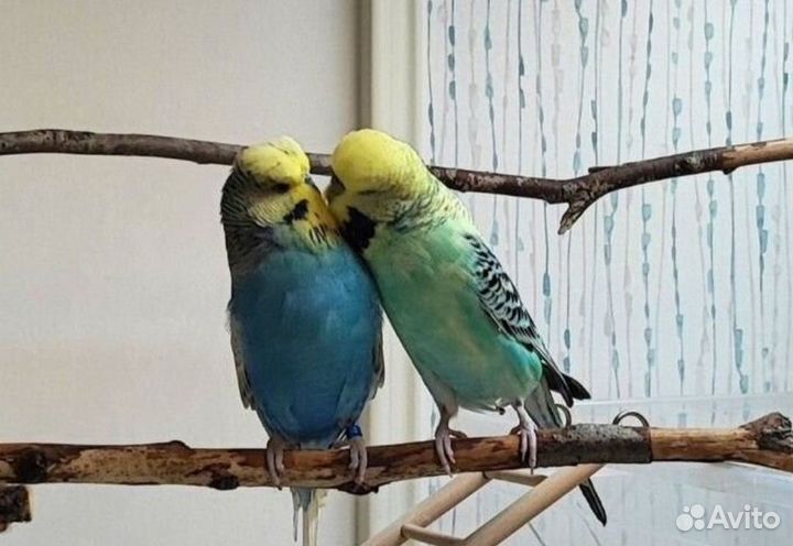 Попугаи пара самка самец волнистый чех выставочный