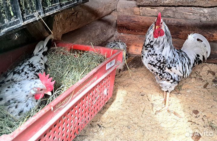 Инкубационное яйцо леггорн далматинец