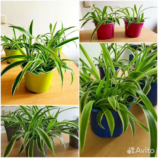 Хлорофитум полосатый
