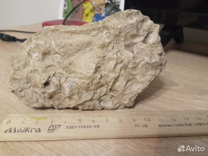 Окаменелость риф Пермского моря