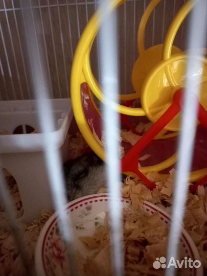 Хомяк с клеткой