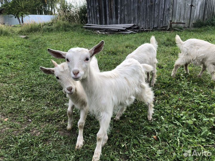 Козлята