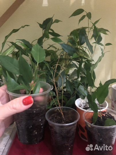 Фикус бенджамина