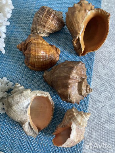 Морские ракушки, кораллы, звезда