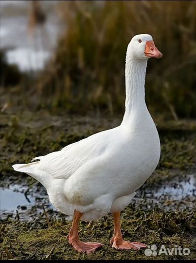 Гусь