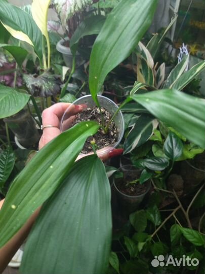 Аспидистра