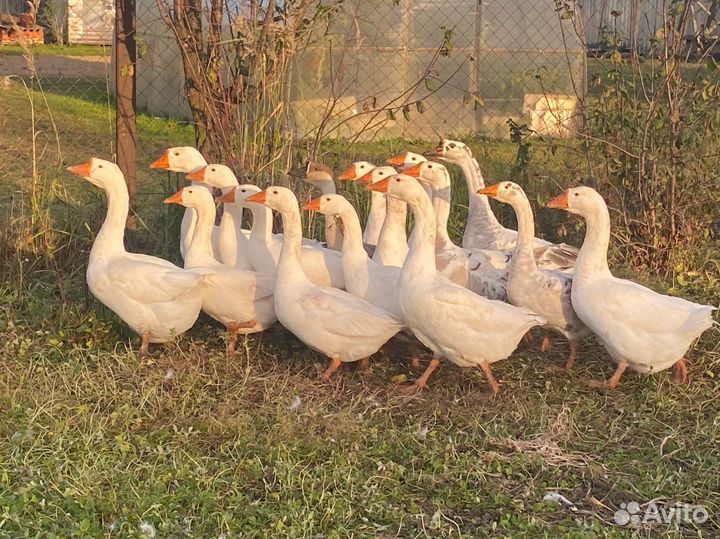 Гуси домашние