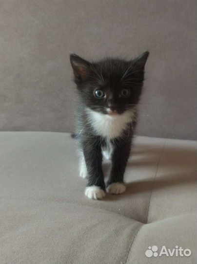 Котята в дар бесплатно