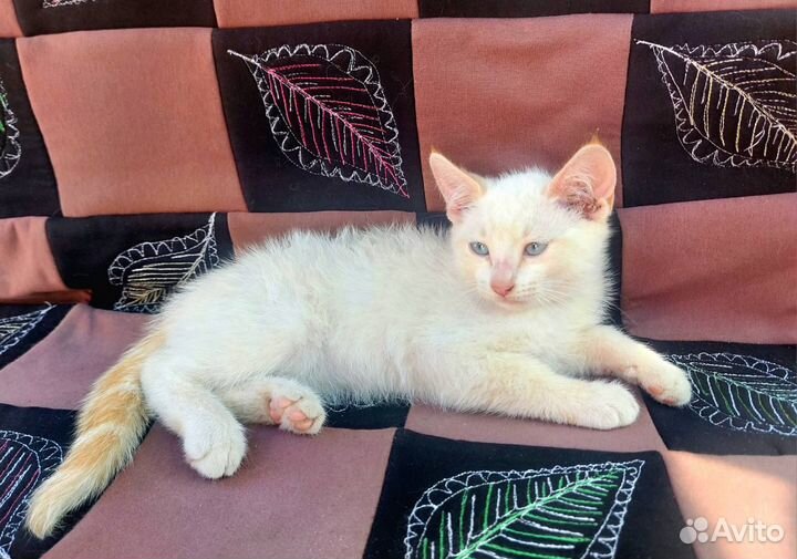 Отдам котика бесплатно