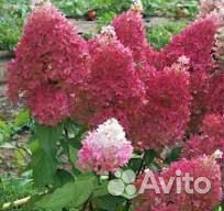 Гортензия метельчатая саженцы