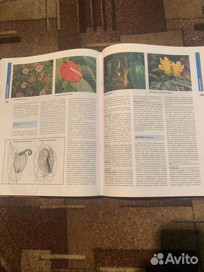 Большая энциклопедия комнатных растений