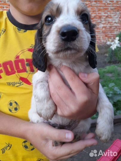 Щенки Русского охотничьего спаниеля