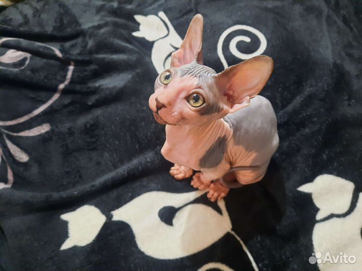 Канадский сфинкс котенок девочка