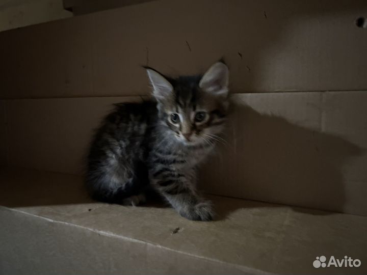 Котята отдам даром