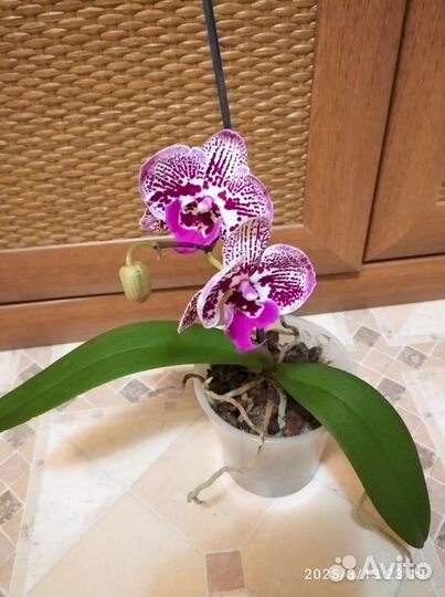 Фаленопсис биг лип