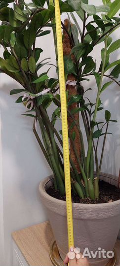 Замиокулькас