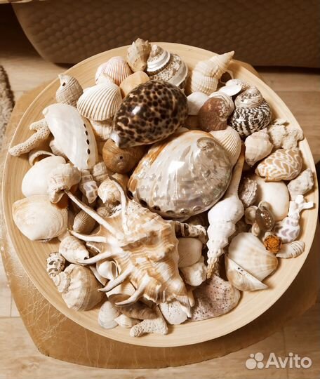 Коллекция ракушек