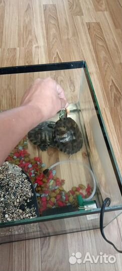 Красноухая черепаха с аквариумом