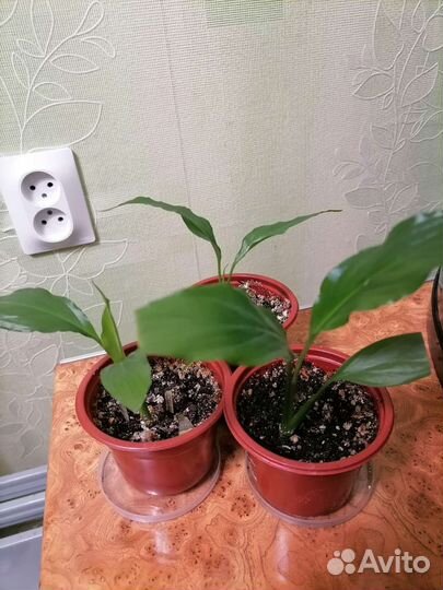 Спатифиллум