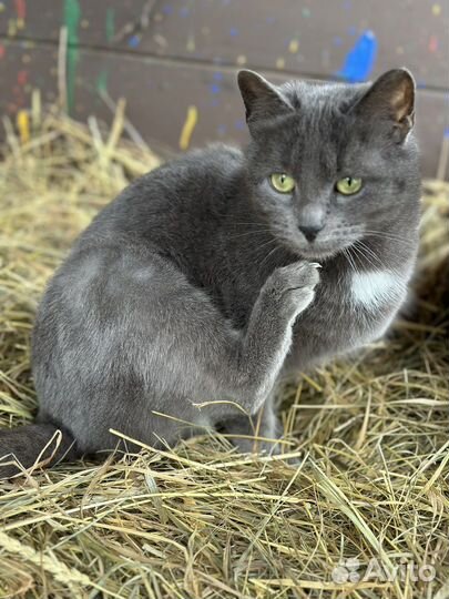 Русская голубая цирковая кошка