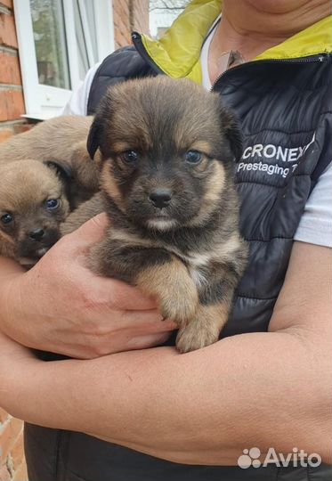 Щенок в добрые руки