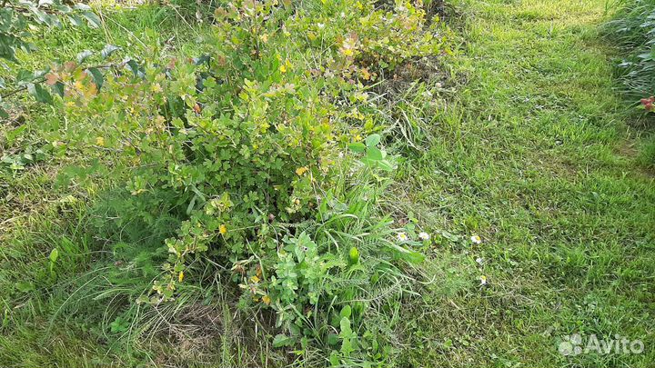 Крыжовник 2 сорта