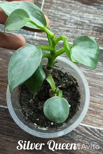 Филодендрон Silver Queen и Blue mink
