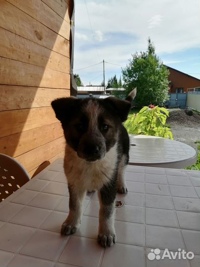 Щенки. Отдам бесплатно