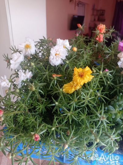 Портулак рассада