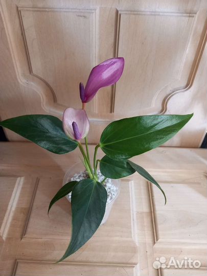 Антуриум зизу коллекционный