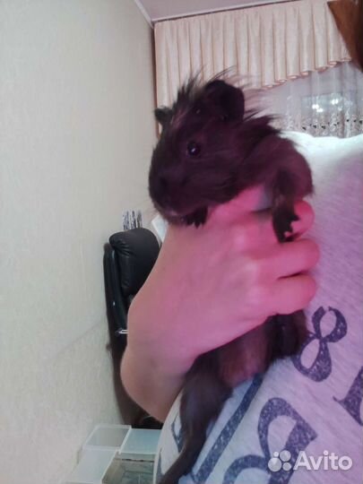 Морская свинка бесплатно