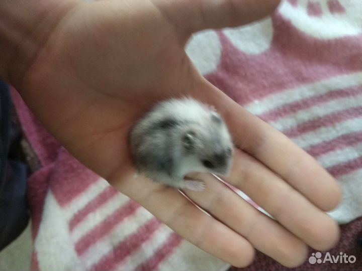 Джунгарский хомяк бесплатно