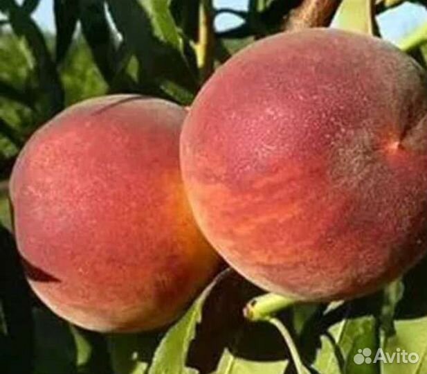 Саженцы персика