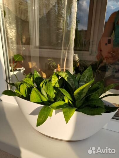 Сансевьерия ханни