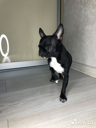 Вязка чихуахуа мальчик