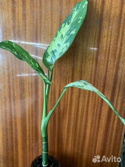 Диффенбахия