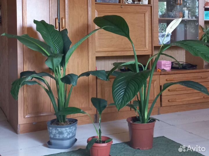 Спатифиллум сенсация