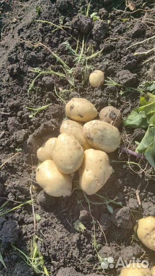 Картофель / свежый урожай / опт /большой объем