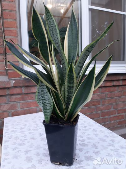 Сансевиерия сортовая