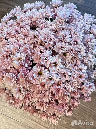 Ромашковая хризантема.Доставка цветов Калинрнград