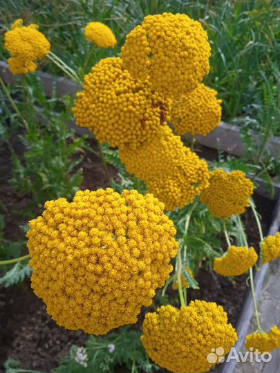 Тысячелистник