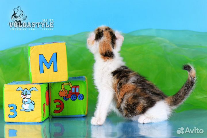 Американский кёрл Мальта, с родословной