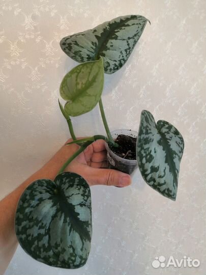 Эпипремнум, сциндапсус, сингониумы