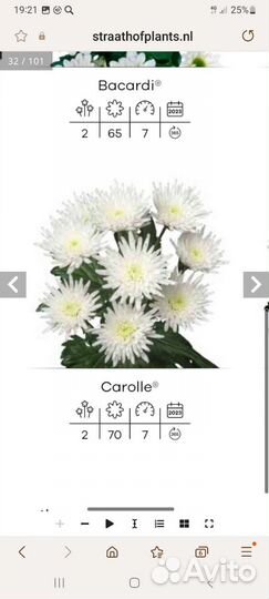 Черенки хризантемы