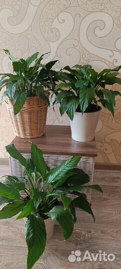 Спатифиллум. Женское счастье