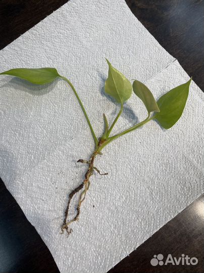 Антуриум мужское счастье