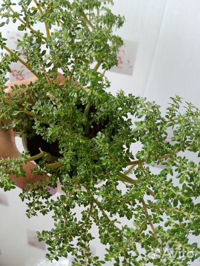 Комнатные растения